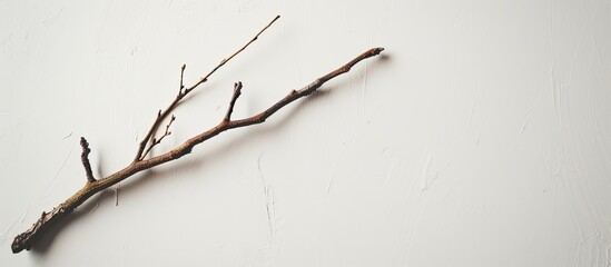 Wall Mural - A solitary branch or stick against a plain white background for a copy space image.