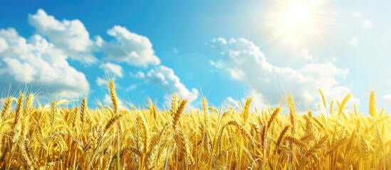 Poster - Scenic wheat field under a sunny sky on a summer day with copy space image.