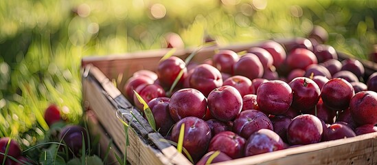 Wall Mural - Plums neatly arranged in a crate with a background of grass in an orchard, with ample copy space in the image.