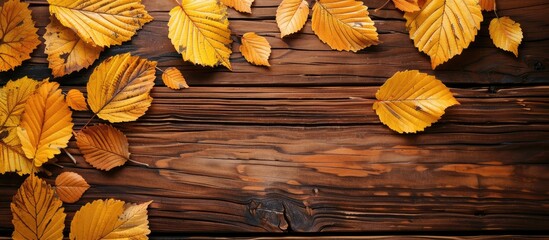 Wall Mural - Autumnal leaves in yellow hues arranged on a wooden backdrop with copy space image.