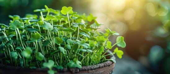 Poster - Close-up of arugula microgreens in a pot with selective focus on the young spring crop, ideal for a copy space image.