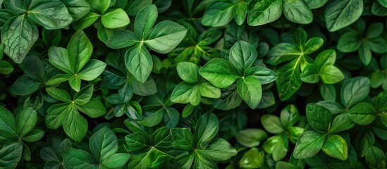 Wall Mural - Close-up of green leaves as a backdrop or wallpaper in a natural plant-filled setting; the photo offers copy space image, depicting serene greenery.