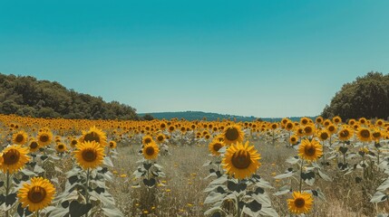 Wall Mural - A sunflower field with a clear blue sky