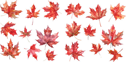 Wall Mural - maple leaves  watercolor clipart	