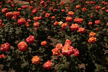 Wall Mural - roses flower bed blooming in the garden. closeup view of rosa christophe colomb green leaves and ora