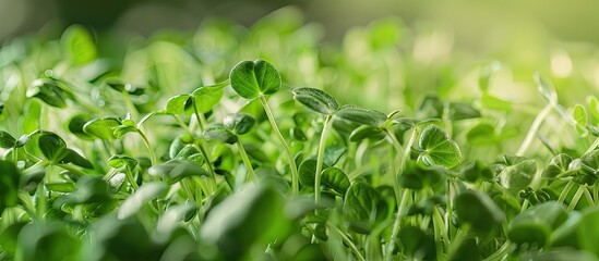 Canvas Print - Close-up image of pea microgreens with copy space image. Homegrown pea microgreens sprouting, conveying a vegan and health-conscious eating idea.