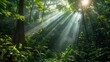 © thekob5123 - a lush forest with sunlight filtering through the dense canopy, casting a warm and inviting glow, creating a beautiful and natural wallpaper, with clear copy space for text
