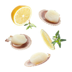 Wall Mural - Scallops with shells, thyme and lemon falling on white background