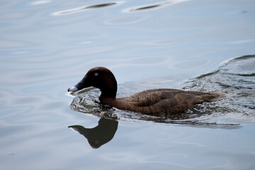 Sticker - The Hardhead also White-eyed Duck has a brown body and white underside. It has a white eye and blue tip on its bill