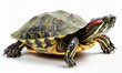 © olegganko - Red-Eared Slider Turtle on White Background