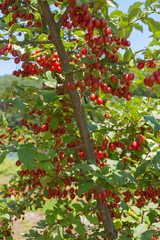 Wall Mural - Ripe Autumn Olive Berries (Elaeagnus Umbellata) growing on a branch . oleaster