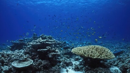 Sticker - a photograph of an underwater view of a coral reef with lots of fish and corals in the water