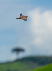 Wall Mural - European Turtle Dove in Flight in Italy