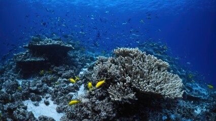 Wall Mural - a photograph of an underwater view of a coral reef with lots of colorful corals and small fish