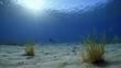 © Quintes - a photograph of an underwater view of a sandy seabed with sea grass and fish swimming in the water