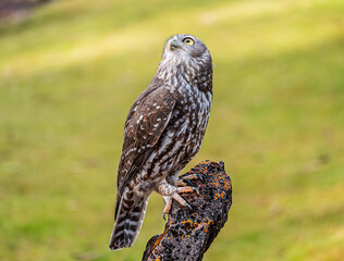 Wall Mural - Barking Owl Perched On Rocky Outcrop