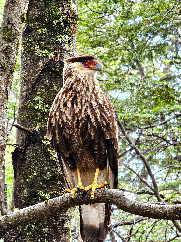 Caracara Caracara Plancus Argentine Bird Bird Of The Falcon Family caracara-caracara-plancus-argentine-bird-bird-of-the-falcon-family