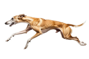 A greyhound sprinting at full speed, legs extended, isolated on white
