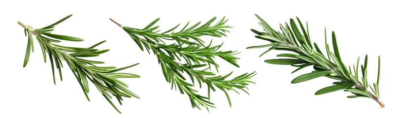 Wall Mural - Rosemary png element set on transparent background