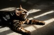 © Sourav Mittal - A bengal cat wearing a black shirt is lying on the carpet, with its paws hanging down from above. The sunlight shines through the window and casts long shadows on it. It has brown fur with some golden