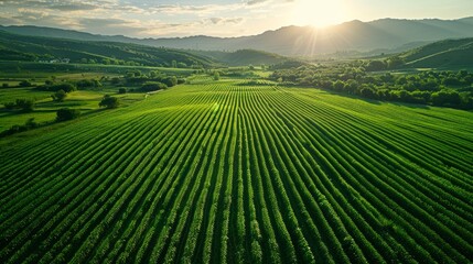 Sticker - Summer Landscape with Green Fields