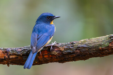 Wall Mural - Beautiful bird of Mangrove Blue Flycatcher (Cyornis rufigastra) in Natural tropical Mangrove forest