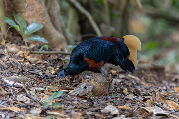 Sticker - A magnificent Bornean Crested Fireback, scientifically known as Lophura ignita, stands proud in the dappled sunlight of the Bornean rainforest