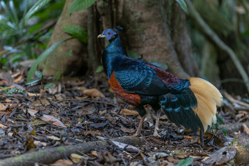 Wall Mural - A magnificent Bornean Crested Fireback, scientifically known as Lophura ignita, stands proud in the dappled sunlight of the Bornean rainforest