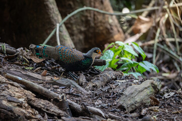 Sticker - Bornean Peacock-Pheasant A Spectacle of Colors in the Heart of Borneo's Wilderness