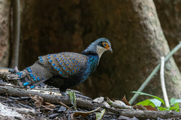 Sticker - Bornean Peacock-Pheasant A Spectacle of Colors in the Heart of Borneo's Wilderness