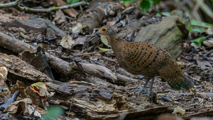 Wall Mural - Bornean Peacock-Pheasant A Spectacle of Colors in the Heart of Borneo's Wilderness