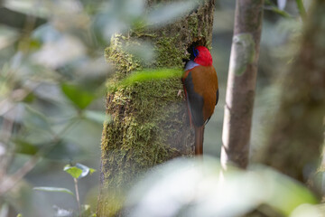 Wall Mural - Nature wildlife of Whitehead's Trogon bird perching on nest endemic of Borneo