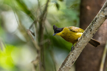 Wall Mural - Nature Wildlife bird species of Bornean Bulbul on perched on a tree branch