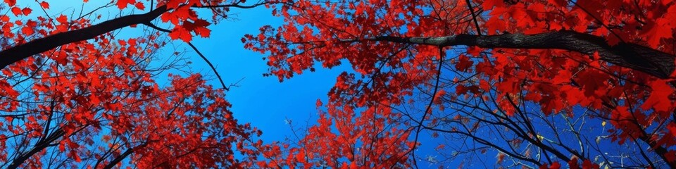 Wall Mural - Red leaves and blue sky: A maple forest sways in the autumn wind, the leaves show bright red, and the sky is as blue as a wash. Descriptors: red leaves, blue sky, autumn wind. . Natural seasonal chang