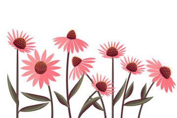 Echinacea flower in a row isolated on white background. Healing plant logo emblem