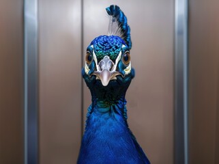 Poster - Vibrant blue peacock with intricate feathers