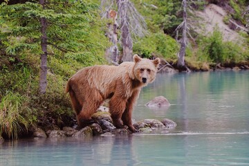 brown bear in the lake