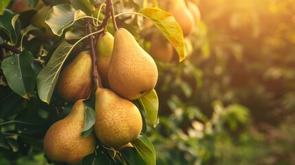 Wall Mural - Bunch of ripe pears on tree branch Nature background : Generative AI