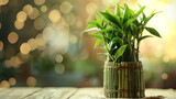 lucky bamboo plants