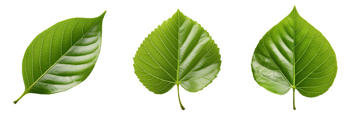 Green leaf isolated on transparent background