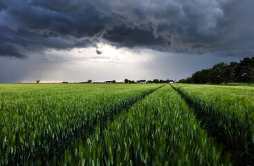 Poster - Thunderstorm - Dark ominous storm clouds above green wheat landscape field. Adverse weather conditions. Climate change. Wallpaper force of nature. Discover the beauty of earth.
