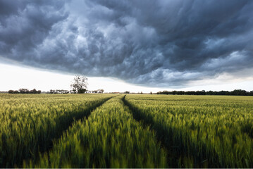 Poster - Thunderstorm - Dark ominous storm clouds above green wheat landscape field. Adverse weather conditions. Climate change. Wallpaper force of nature. Discover the beauty of earth.