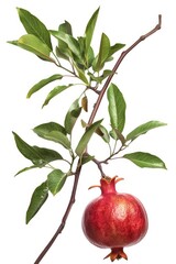 Wall Mural - A pomegranate fruit sits on a branch surrounded by lush green leaves