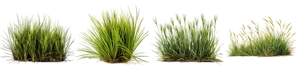 Collection of rowth of buffalo grass, a native prairie grass, known for its drought resistance and less frequent mowing needs, isolated on white background