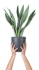 Poster - Png hand mockup holding potted snake plant