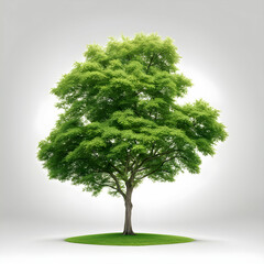 green tree isolated on white background 