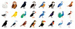 © Pixel Pine - Collection of various bird species icons, vector cartoon illustration. Features swan, owl, raven, peacock, falcon, toucan, puffin.