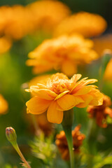 Wall Mural - Closeup of yellow flower on blurred background under sunlight with copy space using as background natural flora landscape, ecology cover page concept.