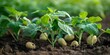 © Anastasiia - Potato Plant with Developing Tubers A Visual Guide. Concept Plant Growth, Agriculture, Gardening Prep, Root Vegetables, Tubers