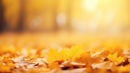 Wall Mural - Autumn Leaves Under Golden Sunlight